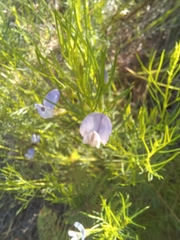 Psoralea