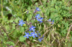 Anchusa azurea