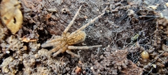 Eratigena agrestis