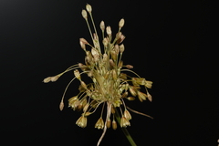 Allium longispathum