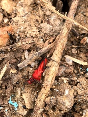 Dysdercus cingulatus