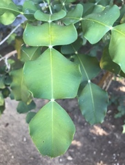 Phyllarthron megapterum