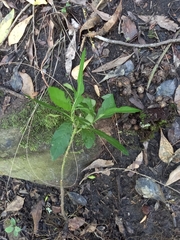 Solanum pseudocapsicum