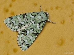 Chloronycta tybo