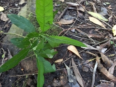 Solanum pseudocapsicum