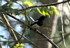 Copsychus saularis