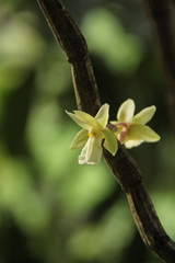 Dendrobium derryi