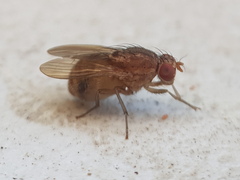 Lauxaniidae