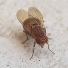 Lauxaniidae