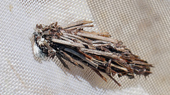 Acanthopsyche atra