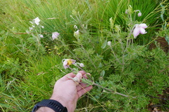 Clematis villosa