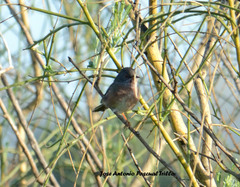 Curruca iberiae
