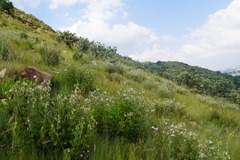 Clematis villosa