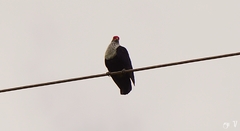 Alectroenas pulcherrimus