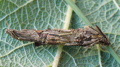 Canephora hirsuta