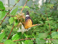Argynnis hyperbius hyperbius