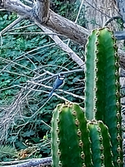 Cyanistes teneriffae