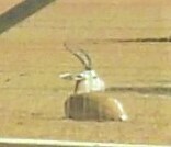 Gazella marica
