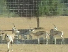 Gazella marica