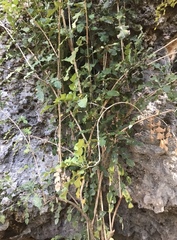 Phyllarthron megapterum