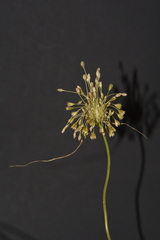 Allium longispathum