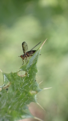 Dorycera