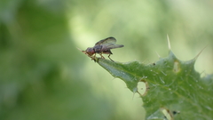 Dorycera