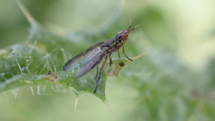 Dorycera