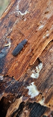 Uleiota planata