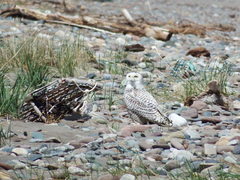 Bubo scandiacus image