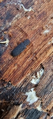 Uleiota planata