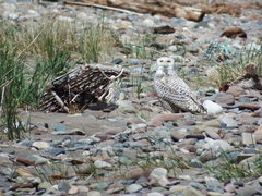 Bubo scandiacus image