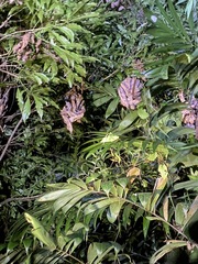 Stilpnochlora azteca