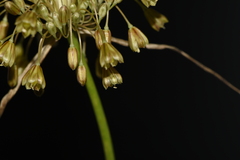 Allium longispathum