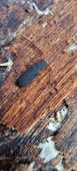 Uleiota planata