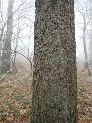 Torminalis glaberrima