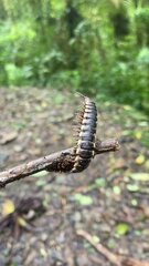 Nyssodesmus python