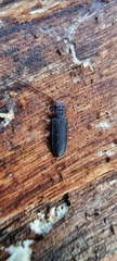 Uleiota planata