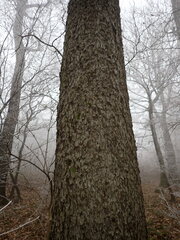 Torminalis glaberrima