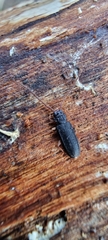 Uleiota planata