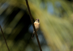 Saxicola maurus