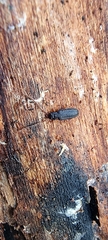 Uleiota planata