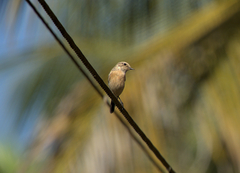 Saxicola maurus