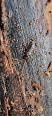 Uleiota planata