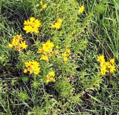 Verbesina parviflora