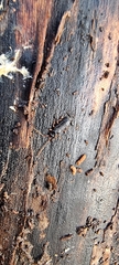 Uleiota planata