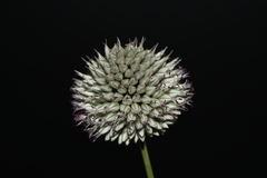 Allium sphaerocephalon arvense