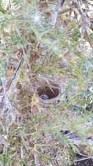 Sporophila ruficollis