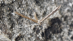 Agdistis adactyla