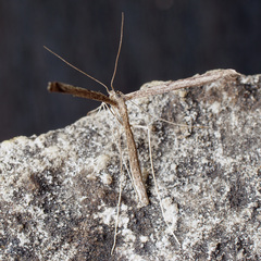 Agdistis adactyla